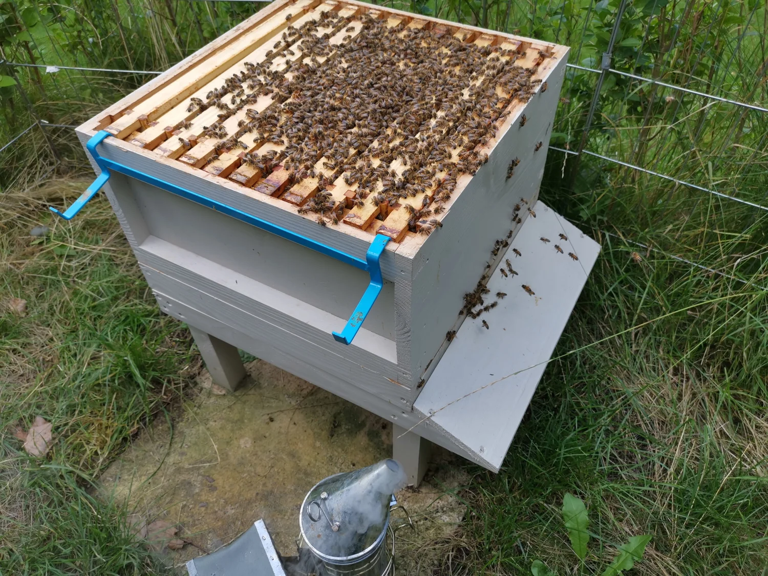 A look inside one of our hives, with bees across the frames