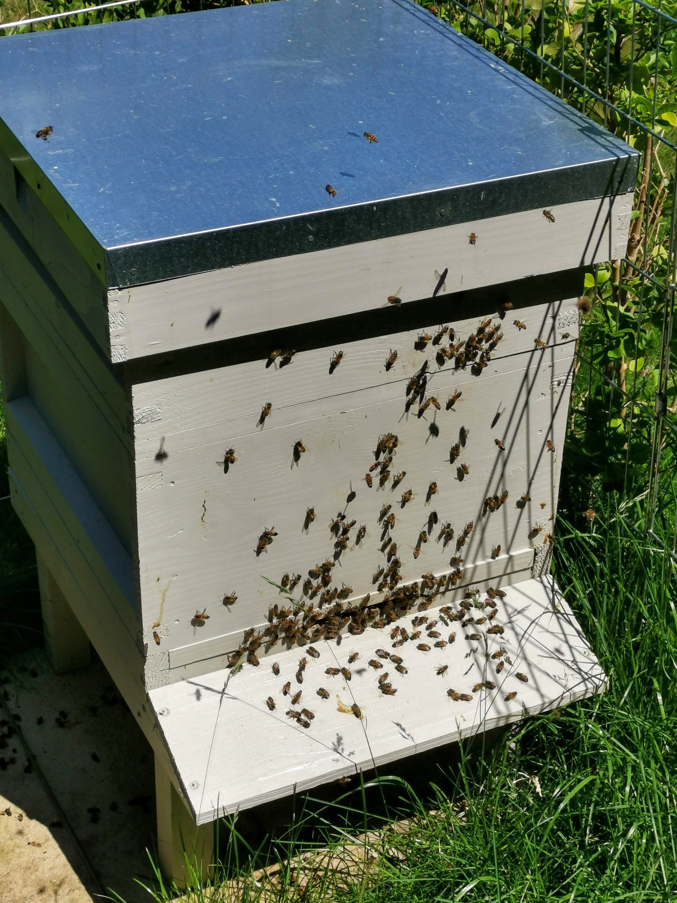 A single hive